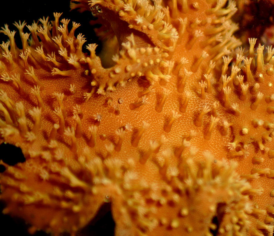 Leather Coral Photograph by Anthony Jones