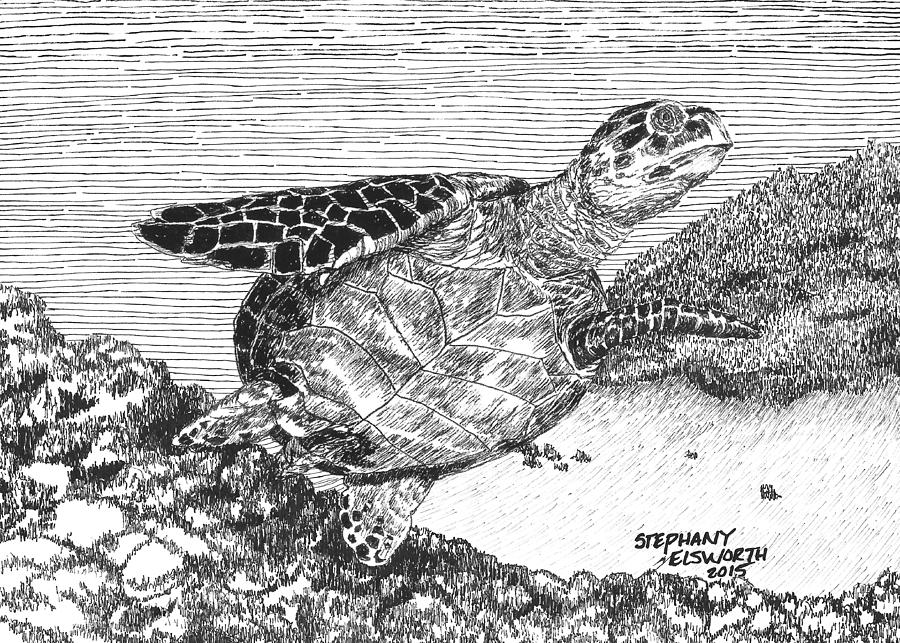 Sea Turtle Drawing - Leatherback Turtle by Stephany Elsworth