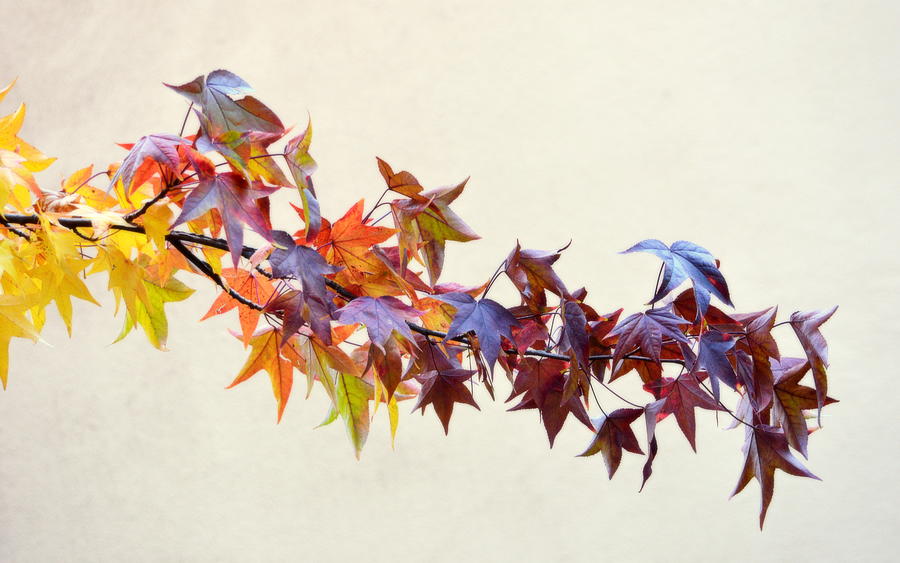 Leaves of Many Colors Photograph by AJ Schibig