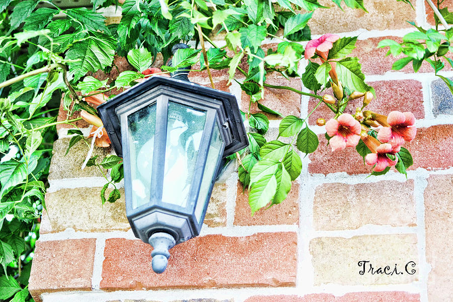 Leave the Porch Light On Photograph by Traci Cottingham