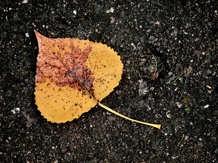Leaved Photograph by Tom Druin