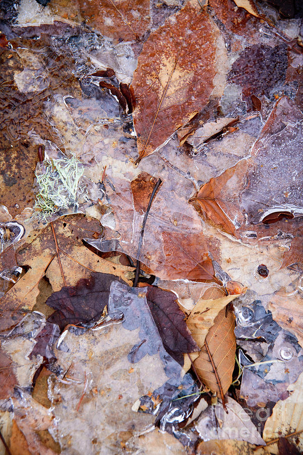 Leaves Abstract  Photograph by Alana Ranney