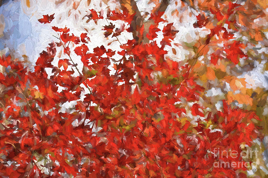 Leaves Abstract Photograph by Kathy Russell