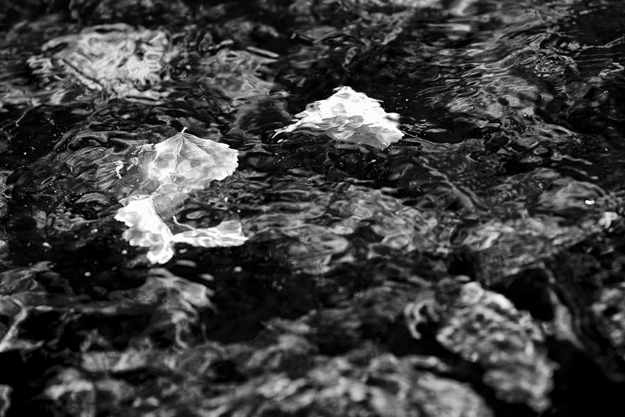 Pattern Photograph - Leaves Abstract Water by Mark Courage Pattern Photograph - Leaves Abstract Water by Mark Courage