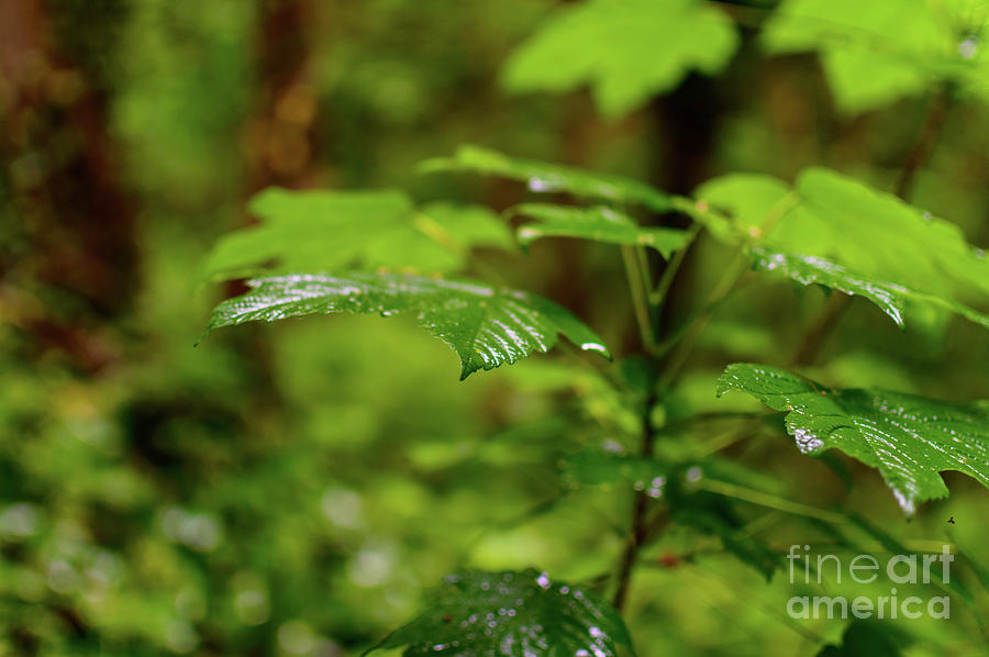 Nature Photograph - Leaves After Rain by Sinisa CIGLENECKI