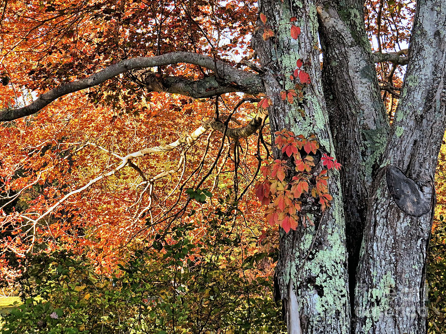 Leaves and Bark Photograph by Janice Drew