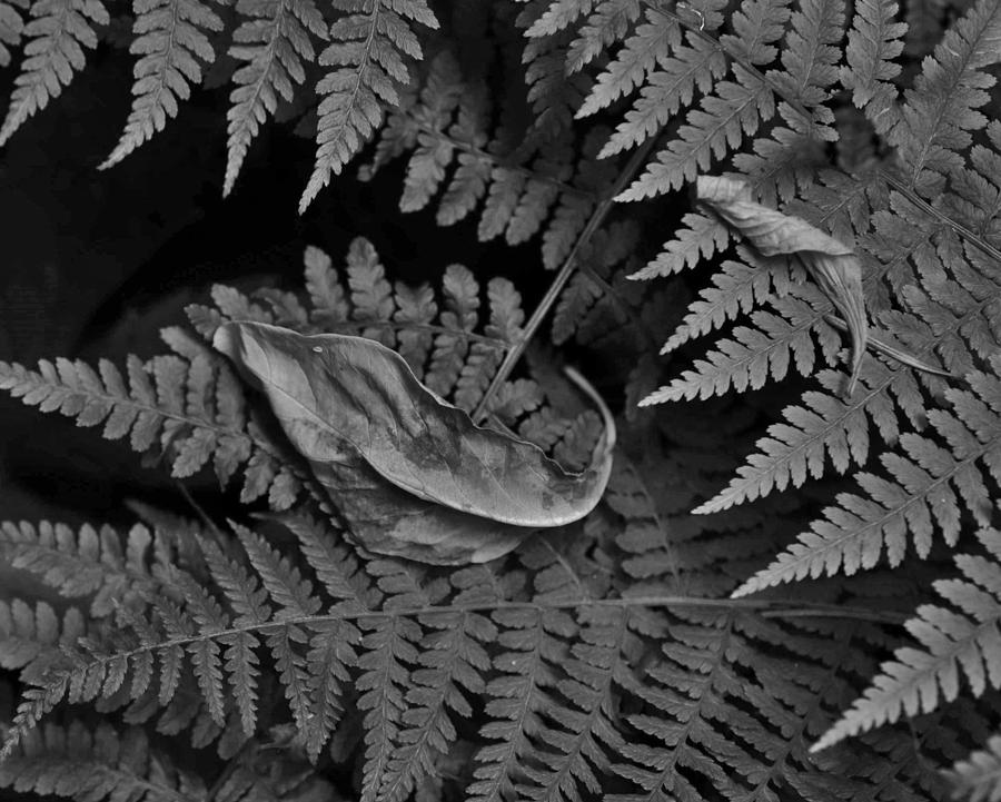 Leaves and Ferns in the Forest Photograph by Charles Lucas