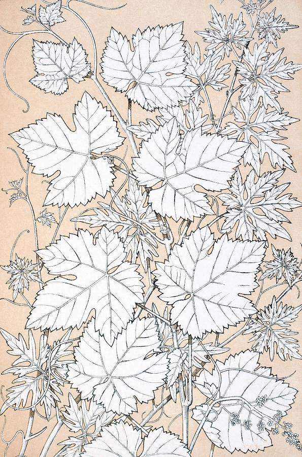 Flower Drawing - Leaves And Flowers From Nature No 2 by Vintage Design Pics
