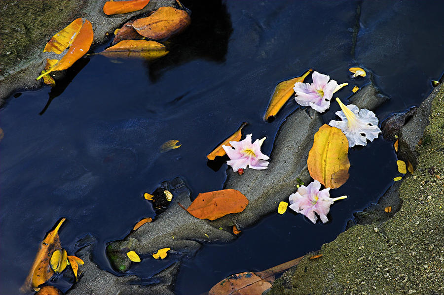 Leaves and Flowers- St Lucia Photograph by Chester Williams