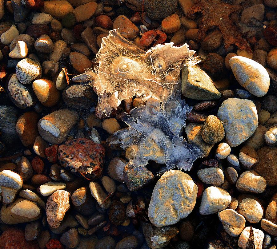 Leaves And Ice In The Creek Three  Digital Art by Lyle Crump