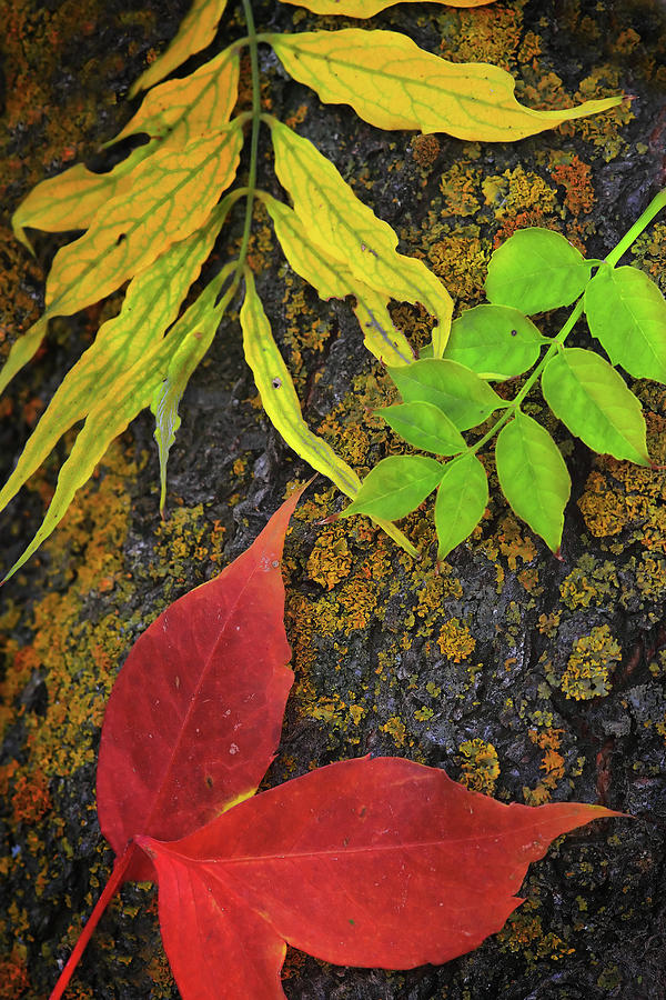 Fall Photograph - Leaves and Lichens by William Gillam