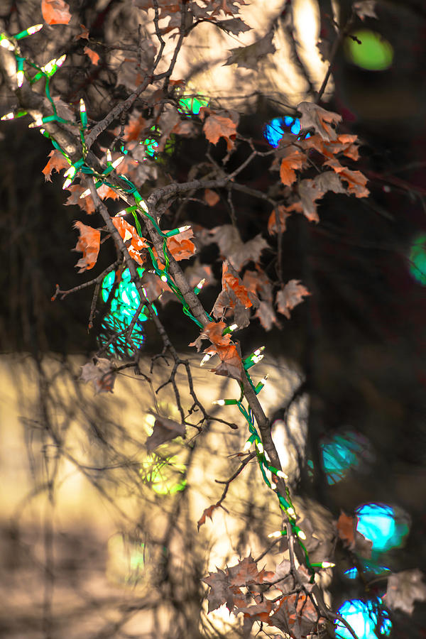 Leaves and Light DSC3643 Photograph by Raymond Kunst