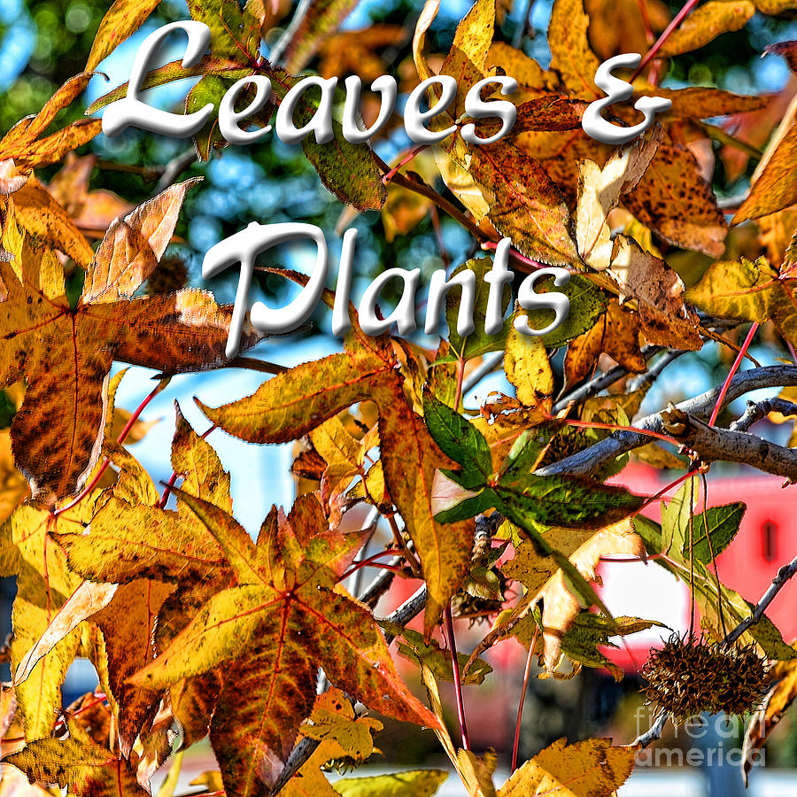 Leaves and Plants LOGO Photograph by Debbie Portwood
