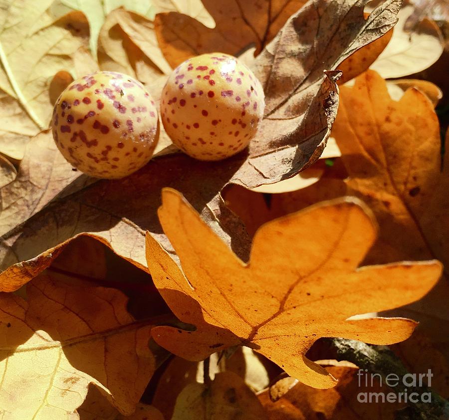 Leaves And Pods of Fall Photograph by Susan Garren