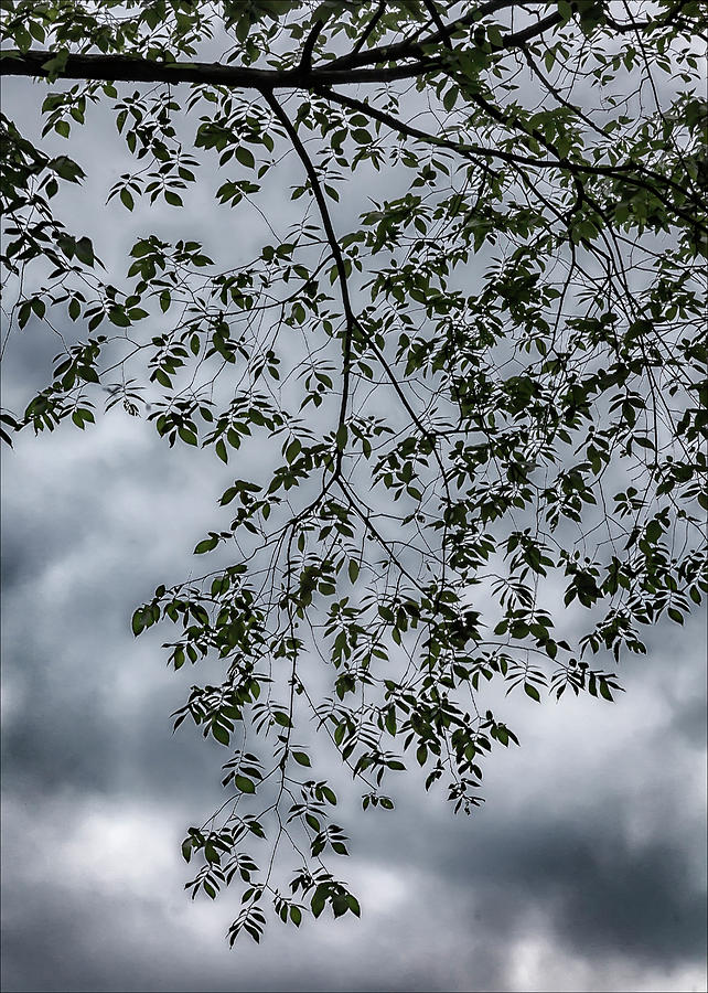 Leaves and Rainclouds Photograph by Robert Ullmann