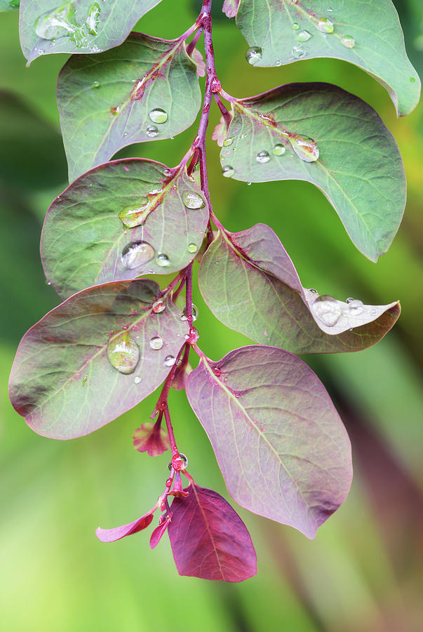 Nature Photograph - Leaves and Raindrops by Christopher Johnson