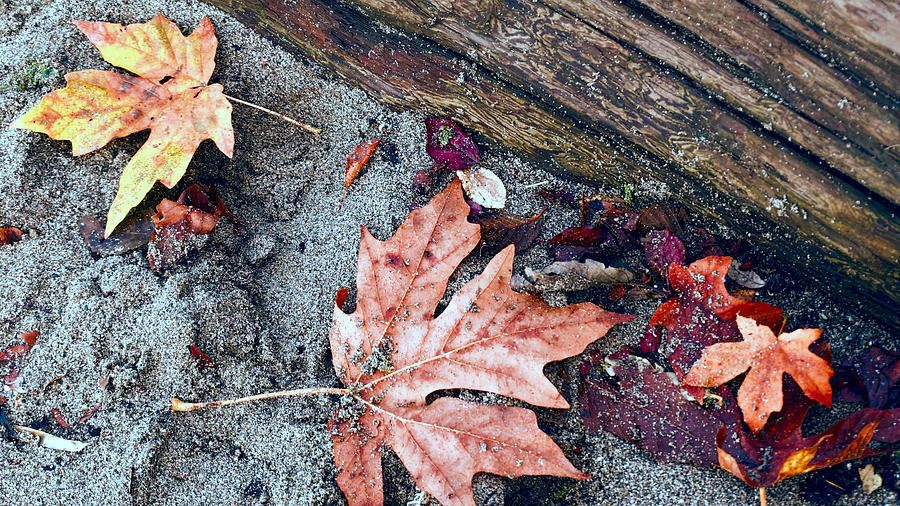 Leaves and Sand 2 Photograph by Cathy Anderson