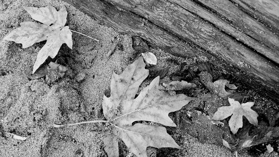 Leaves and SAnd 3 Photograph by Cathy Anderson