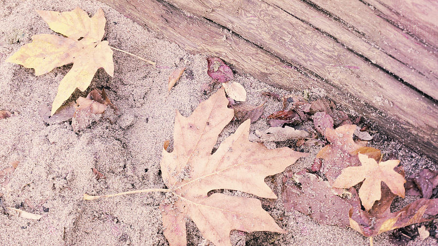 Leaves and Sand Photograph by Cathy Anderson