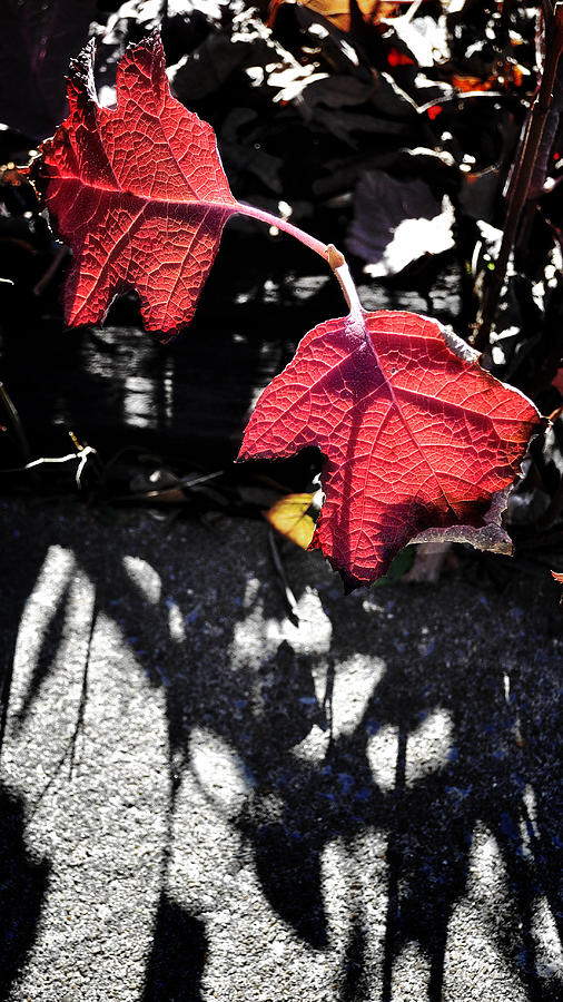 Leaves and Shadows Photograph by George Taylor