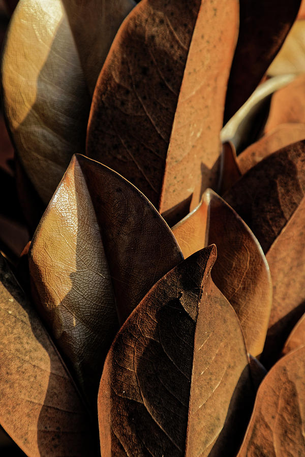 Leaves and Shadows Photograph by Steve Gravano