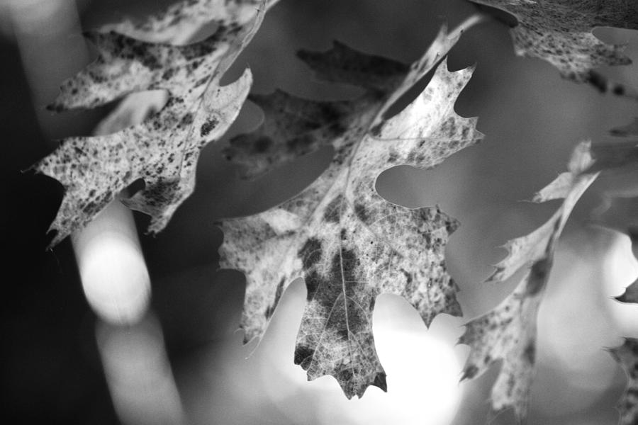 Leaves and Shadows Photograph by Toni Hopper