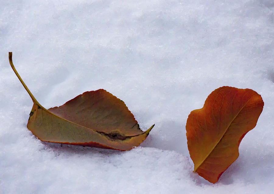 Leaves and Snow Photograph by Robert Ullmann