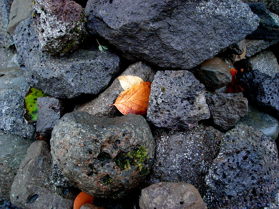 Leaves and Stones Photograph by Marilynne Bull