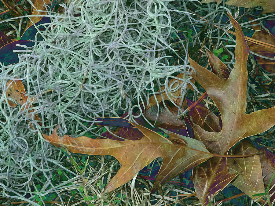 Leaves and Tendrils Photograph by Lynda Lehmann