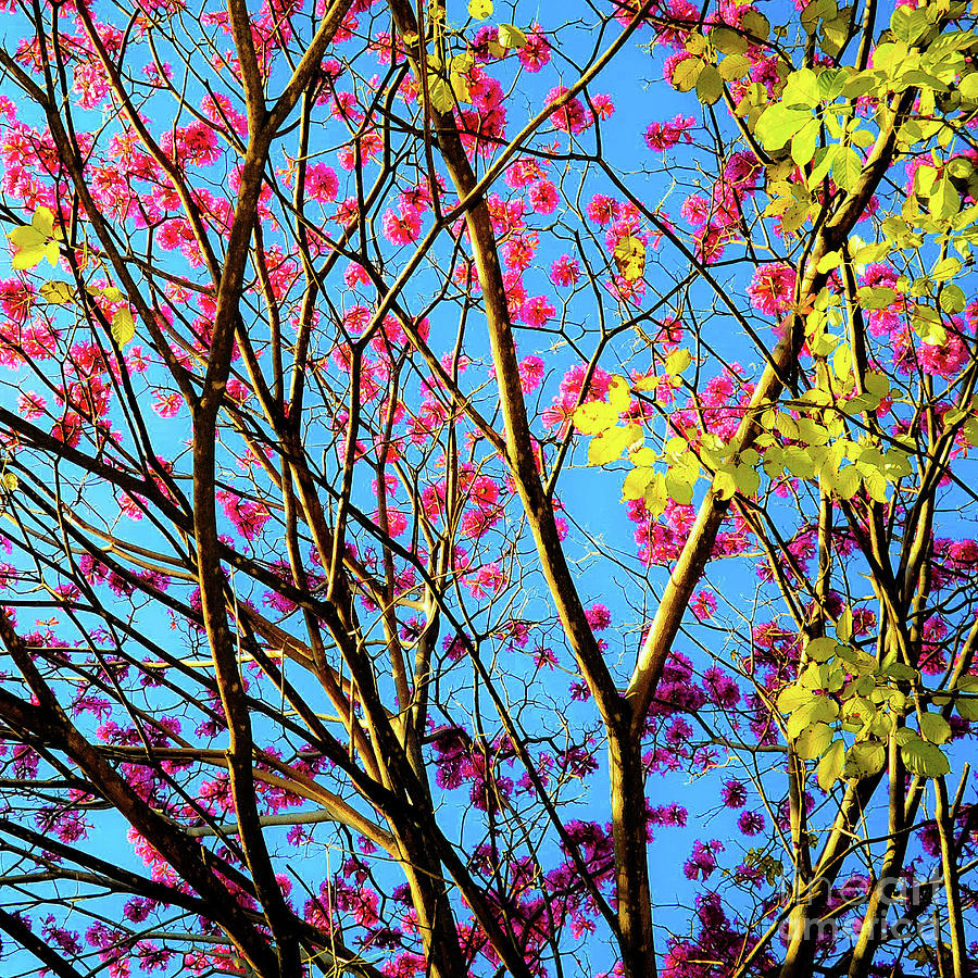 Flower Photograph - Leaves and Tree by D Davila