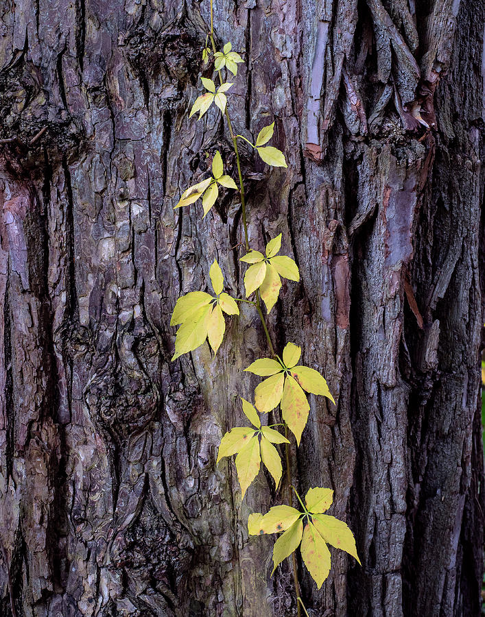 Leaves and Trunk, E.T. Seton Park Photograph by Rick Shea