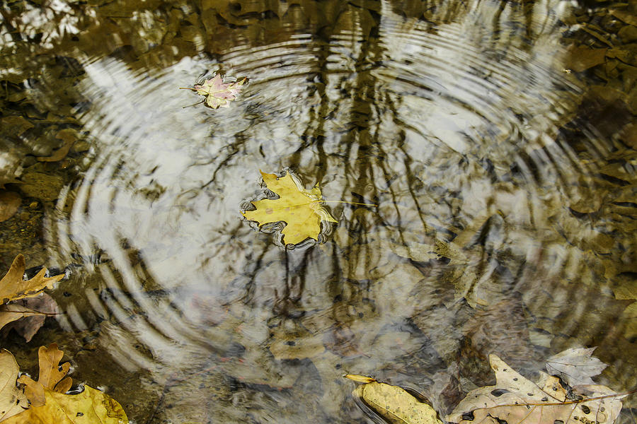 Fall Photograph - Leaves and water by Andrew McElvery