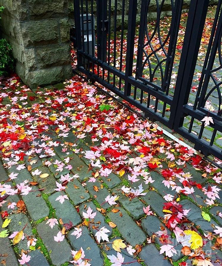 Fall Photograph - Leaves At The Gate by LeLa Becker