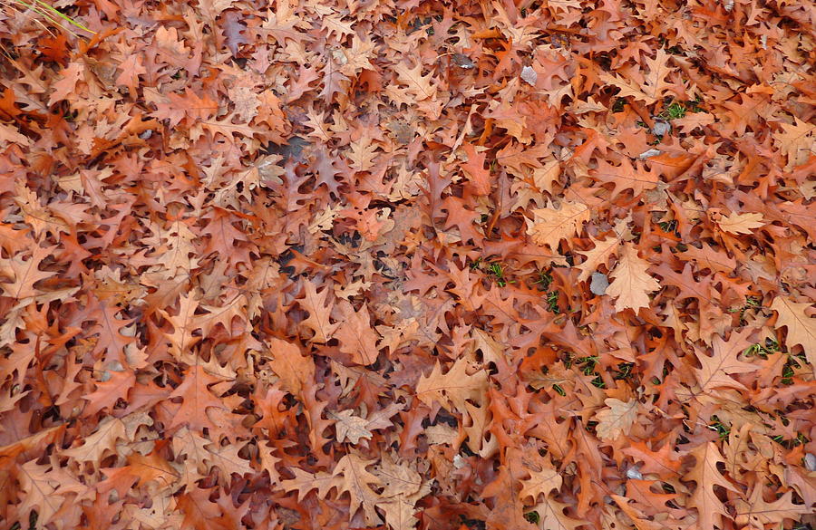 Leaves autumn Photograph by Lukasz Ryszka