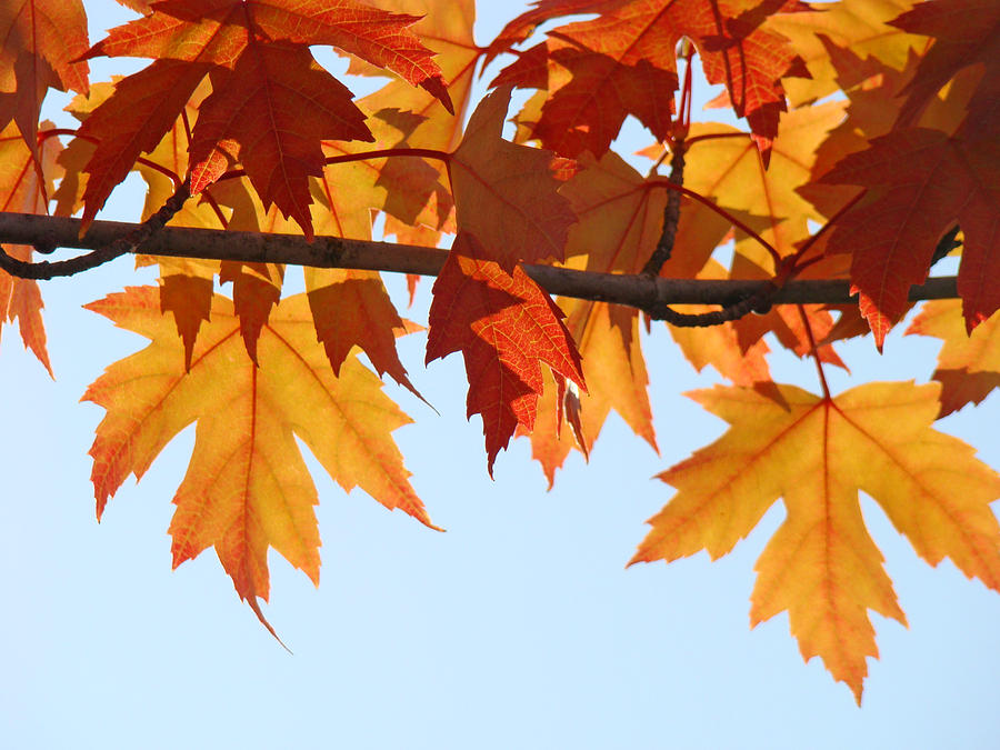 Leaves Autumn Orange Sunlit Fall Leaves Blue Sky Baslee Troutman Photograph