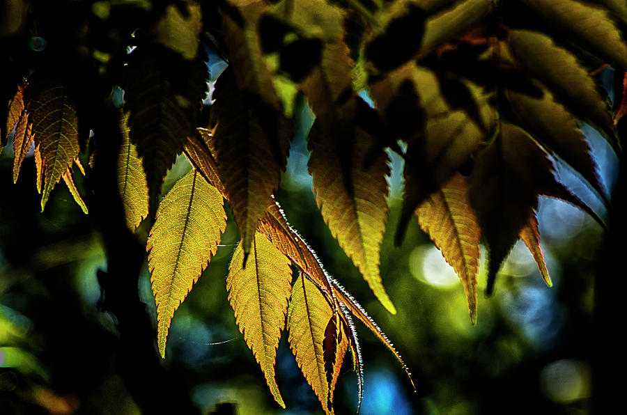 Leaves Because... Photograph by Joseph Hollingsworth