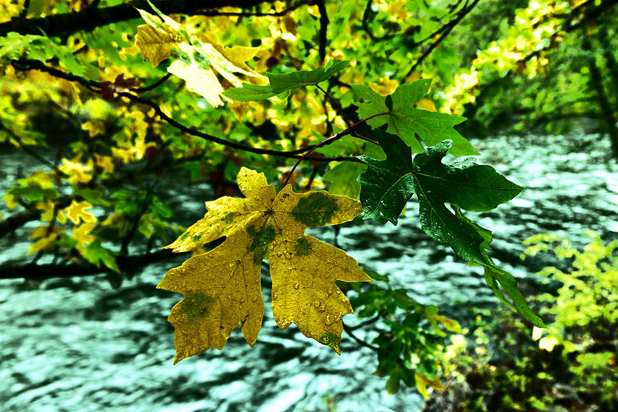 Leaves before the river Photograph by Jeff Swan