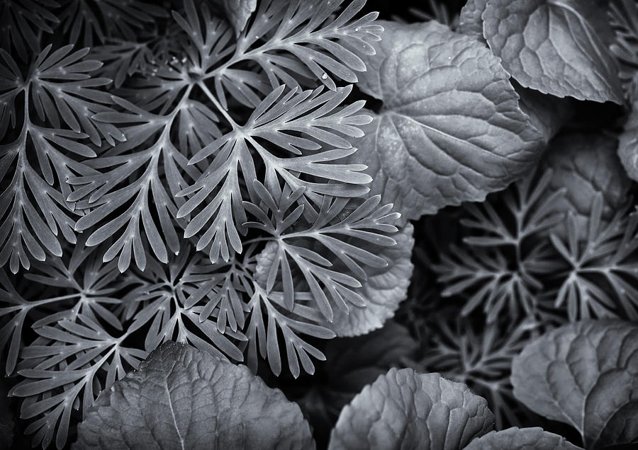 Leaves Photograph by Bethany Dhunjisha
