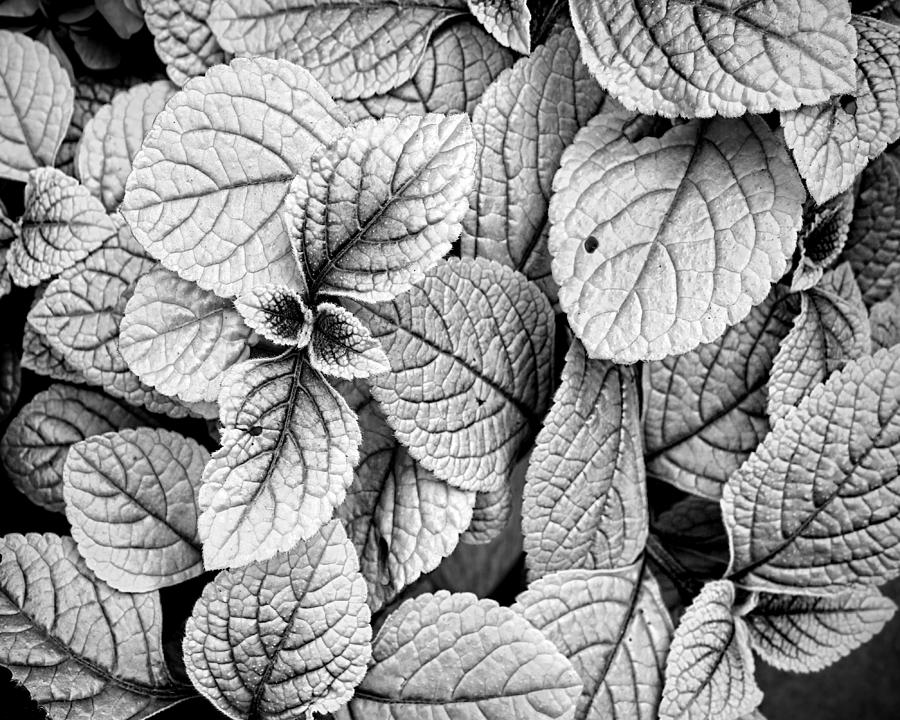 Leaves Black And White - nature photography Photograph by Ann Powell