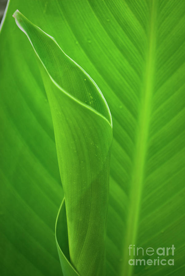 Leaves of Canna Lilly Plant Nature / Botanical Photograph Photograph by PIPA Fine Art - Simply Solid