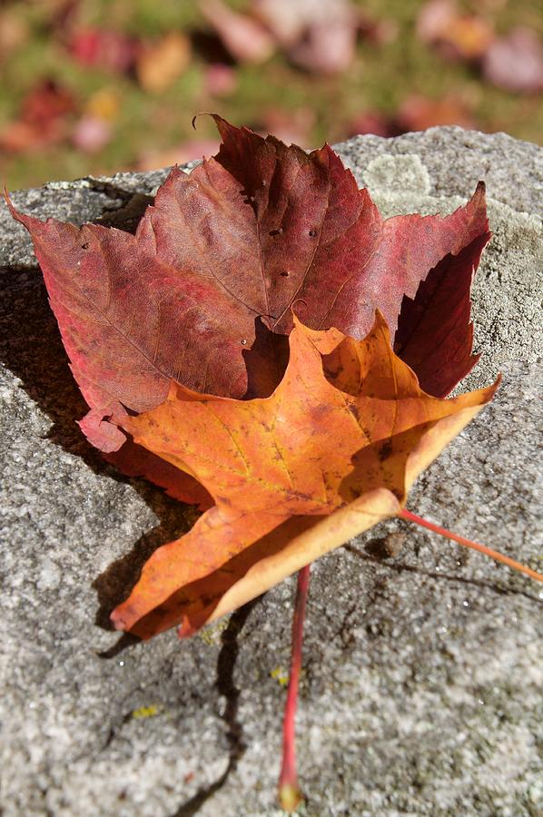 Leaves Photograph by Caroline Stella