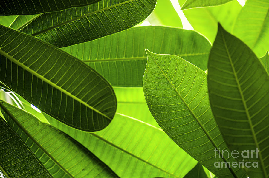 Leaves Photograph by Charuhas Images