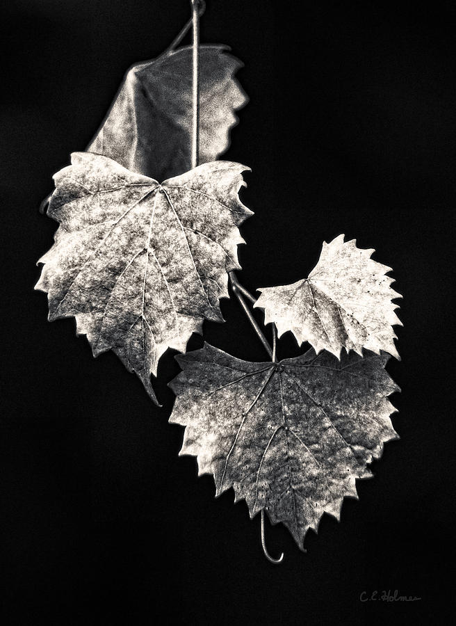 Leaves Photograph by Christopher Holmes