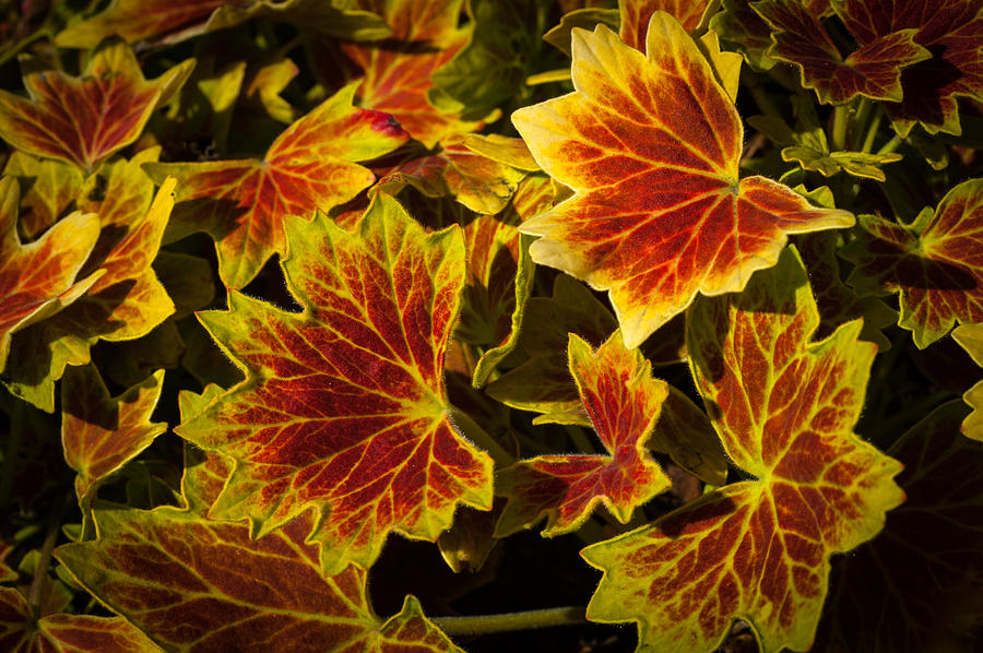 Leaves Color Photograph by Catherine Lau