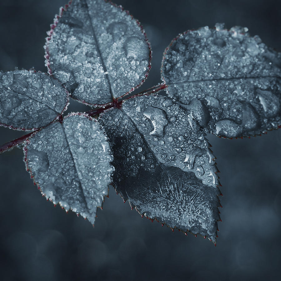 Leaves Covered With Morning Frost Photograph