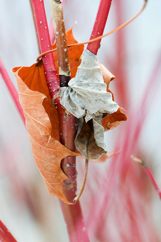 Winter Photograph - Leaves embrace by Elisabeth Czwikla