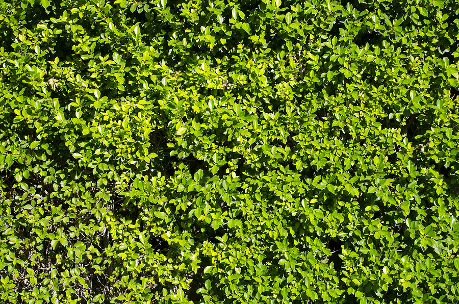 Privacy Hedge Photograph by Erik Burg