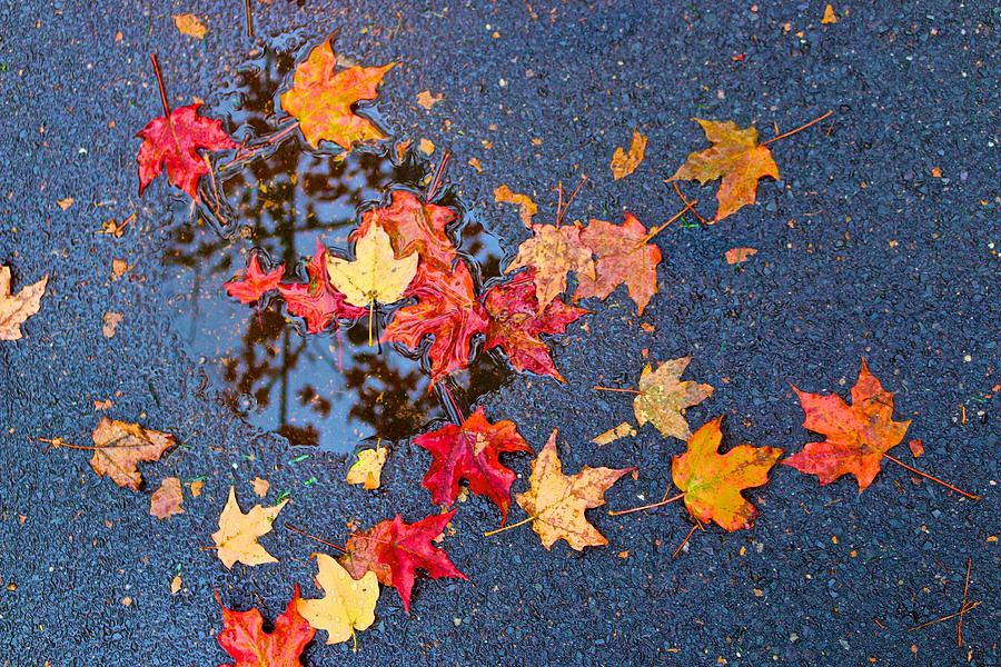Leaves Fallen in a Sidewalk Puddle Photograph by Polly Castor