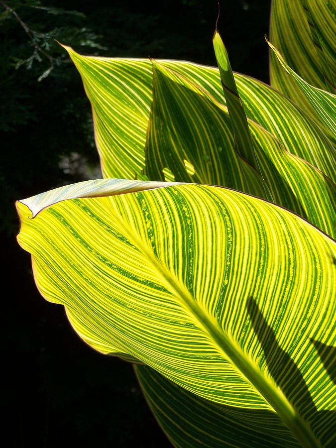 Leaves from Bird of Paradise Photograph by Gene Ritchhart