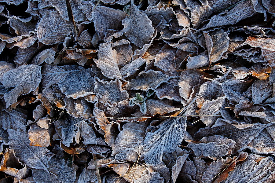 Winter Photograph - Leaves by Gabriele Delnevo